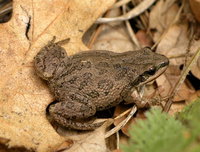 : Pseudacris triseriata; Western Chorus Frog