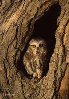 : Aegolius acadicus; Saw-whet Owl