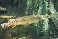 : Atractosteus spatula; Alligator Gar