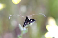 : Adela sp.; Fairy Moth