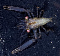 : Harpiliopsis sp.