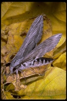 : Sphinx chersis; Sphinx moth
