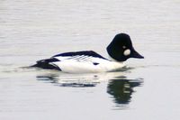 This photo of a Common Goldeneye Drake was taken during the early morning hours on the Missouri ...