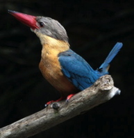 Stork-billed Kingfisher by Patricipant Adrian O'Neill