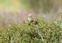 クサムシクイ Cape Grass-Warbler Sphemoeacus afer