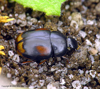 Sphaeridium scarabaeoides