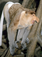 Proboscis monkey (Nasalis larvatus)