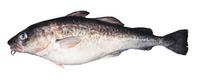 Gadus macrocephalus, Pacific cod: fisheries, gamefish