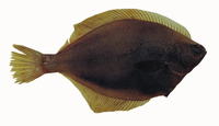 Limanda aspera, Yellowfin sole: fisheries, gamefish