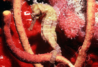 Hippocampus reidi, Longsnout seahorse: fisheries