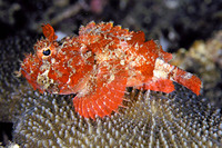 Parascorpaena mossambica, Mozambique scorpionfish:
