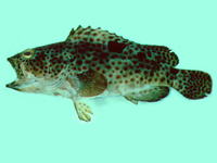Epinephelus trimaculatus, Threespot grouper: fisheries, aquaculture