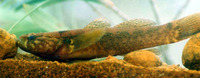 Eleotris fusca, Dusky sleeper: fisheries, aquarium