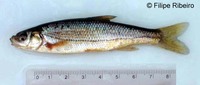 Iberochondrostoma lusitanicum, : fisheries, gamefish
