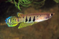 Aplocheilus dayi, Ceylon killifish: aquarium