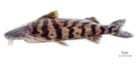 Brachyplatystoma juruense, Zebra catfish: fisheries, aquarium