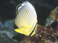 Chaetodon lunulatus, Oval butterflyfish: