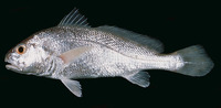 Johnius borneensis, Sharpnose hammer croaker: fisheries