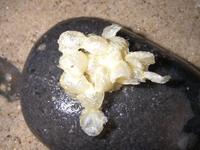 Buccinum undatum - Common Whelk