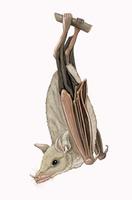 Image of: Leptonycteris curasoae (southern long-nosed bat)