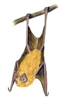 Image of: Natalus stramineus (Mexican funnel-eared bat)