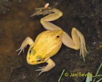 Rana lessonae - Pool Frog
