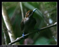 Magnificent Bird-of-paradise - Cicinnurus magnificus