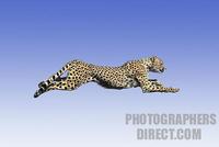 cheetah running , legs outstretched stock photo