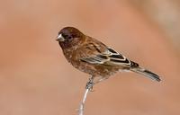 Chestnut Sparrow, Samburu, Kenya
