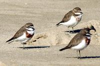 Double-banded Plovers