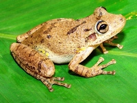 : Scinax fuscovarius; Snouted Treefrog