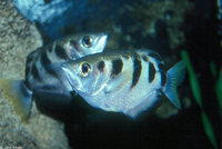 : Toxotes jaculator; Archerfish