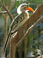 : Tockus erythrorhynchus; Red-billed Hornbill