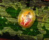 : Tectura depicta; Painted Limpet;
