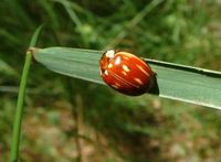 Myzia oblongoguttata - Striped Ladybird