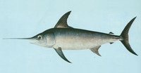 Xiphias gladius, Swordfish: fisheries, gamefish
