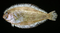 Syacium gunteri, Shoal flounder: fisheries