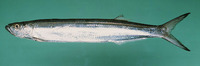 Chirocentrus dorab, Dorab wolf-herring: fisheries, gamefish, bait