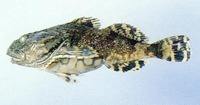 Myoxocephalus stelleri, Steller's sculpin: fisheries