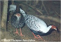 hainan silver pheasant pair