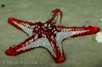 Protoreaster linckii - Red Knob Seastar