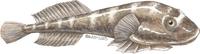 Image of: Gobiesox maeandricus (northern clingfish)