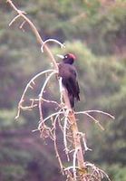 Black Woodpecker - Dryocopus martius