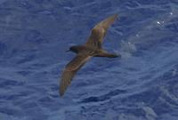 Wedge-tailed Shearwater (Puffinus pacificus)