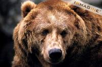 Grizzly or Brown Bear (Ursus arctos) photo