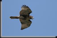 Red-tailed Hawk, Croton Point Park, NY