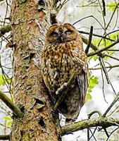 Tawny Owl at Haughmond Hill on 19th May 2005 (Paul King).