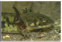 : Ambystoma mavortium; Barred Tiger Salamander