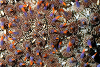 : Astrometis sertulifera; Fragile Rainbow Star