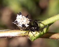 : Micrathena sp.; Spined Micrathena Spider